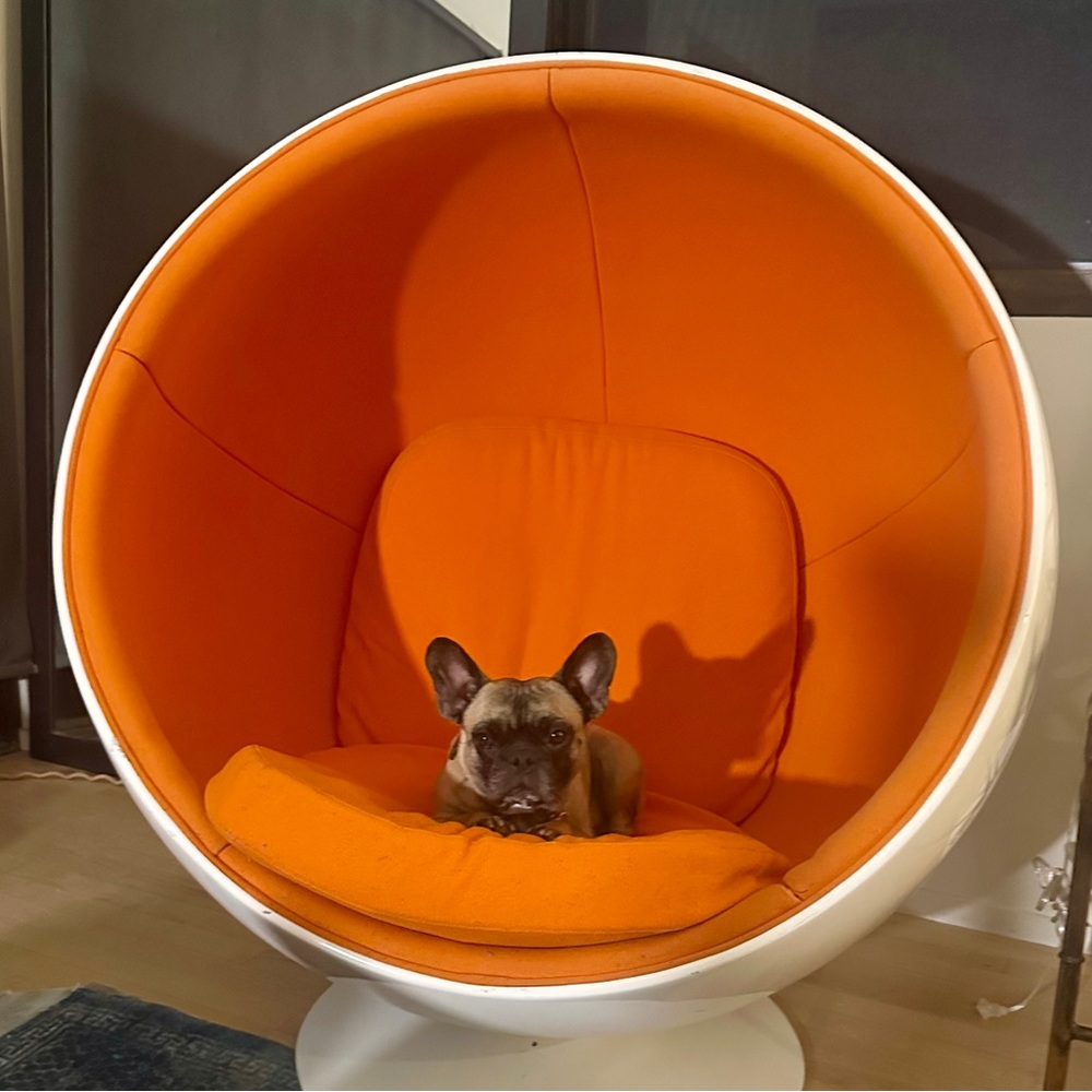 Frenchie in a sphere